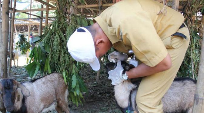 Hewan Kurban Berpenyakit Ditemukan di Solo