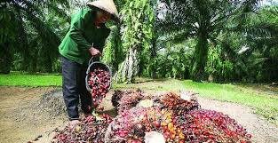 Di PHK, Ratusan Buruh Kebun Sawit Nginap di Gedung DPRD Sultra