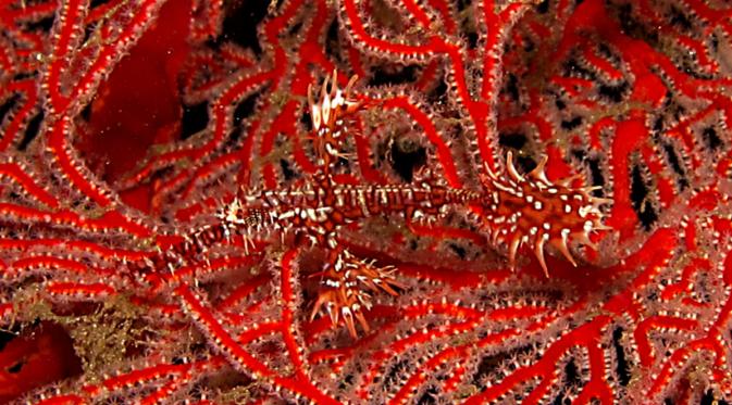 Memiliki Kemampuan Menyamar, Ikan Ini Disebut Ikan Hantu