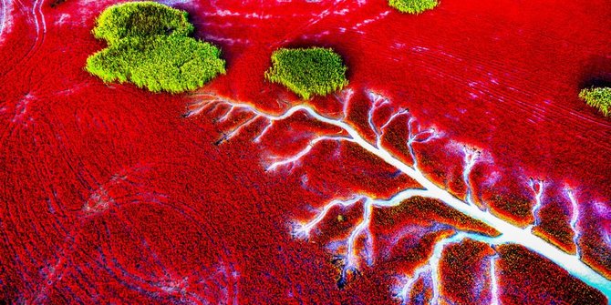 Pantai Ini Mendadak Berubah Jadi Merah Darah Saat Musim Gugur