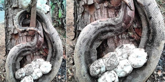 Piton Ini Merupakan Salahsatu Korban Kebakaran Hutan