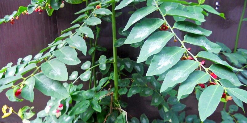 Makan Daun Katuk Bisa Meningkatkan Produksi ASI? Kenapa?