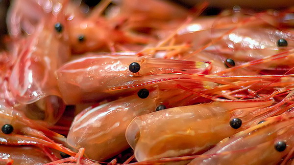 Cangkang Udang Dapat Digunakan Untuk Mengawetkan Ikan Segar Lho