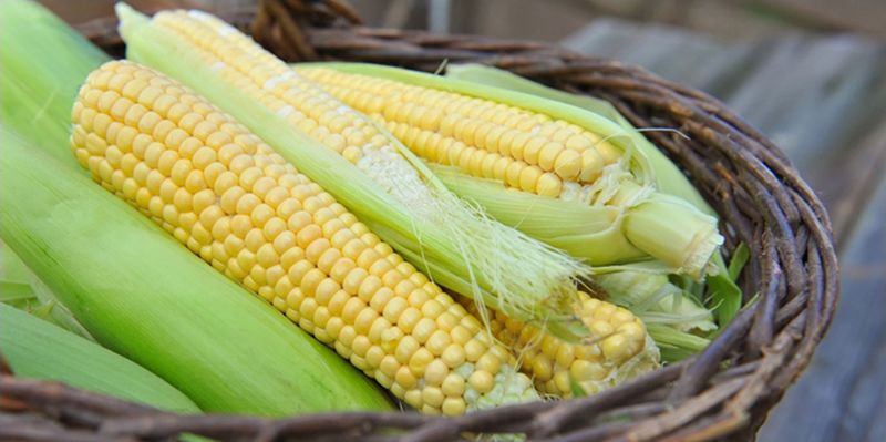 Suka Makan Jagung? Ini Manfaatnya Buat Kamu
