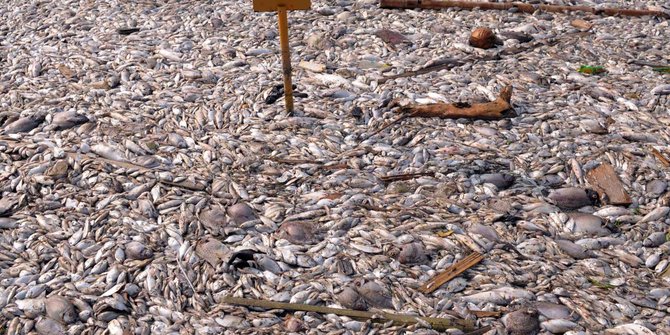 Jutaan Ikan di Pantai Ancol Mati, Ini Penyebabnya!