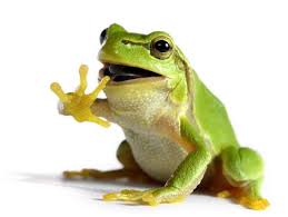Jangan Salah Katak Lebih Sehat Dari Ayam