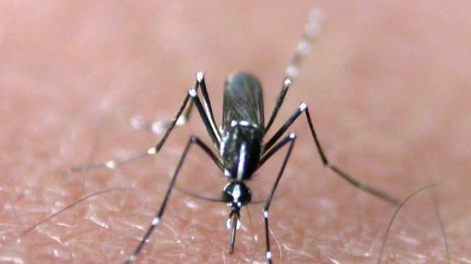 Gigitan  Nyamuk Malaria Membunuh