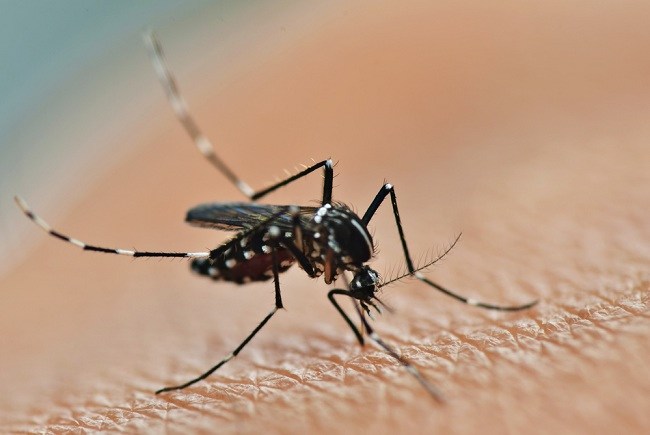 Virus Zika: Kepri Waspadai Penyebaran Virus Dari Singapura