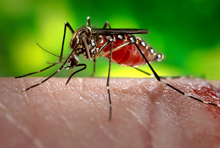 Singapura Pastikan 41 Kasus Virus Zika, Kebanyakan Penderita Pekerja Asing