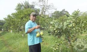 Kelompok Tani Maju Bersama Kembangkan Tanaman Jambu Kristal