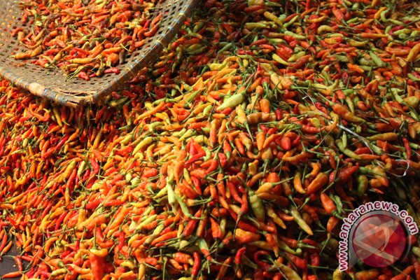 Cabai Hiyung pedas 17 kali lipat