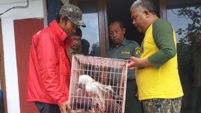 Tiga Elang Dievakuasi,di antaranya Alami Bulu Rontok