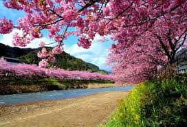 Sakura di Shizuoka Jepang Mekar 10 Hari Lebih Awal