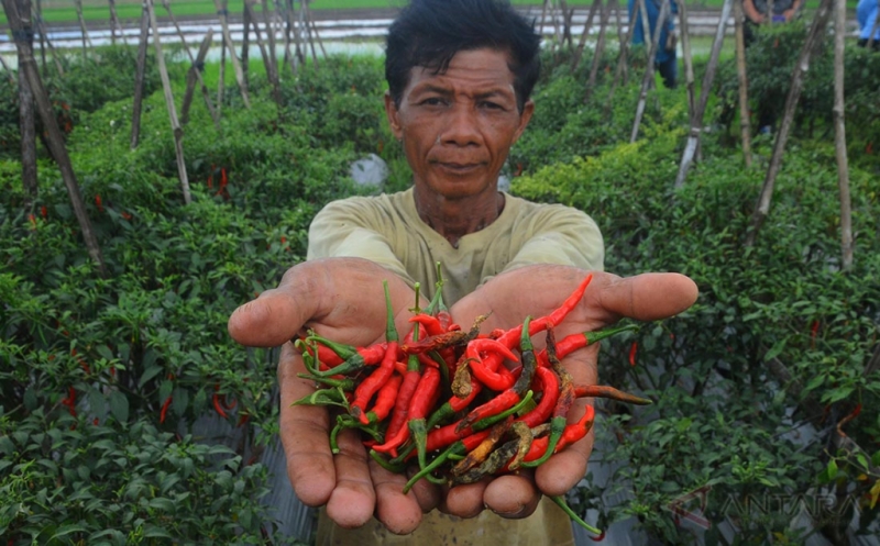 Petani Cabai Jaga Tanaman Siang dan Malam