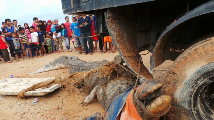 Dua Pria Ini Nekat Tangkap Buaya yang Sedang Berjemur di Pinggir Sungai Sagulung