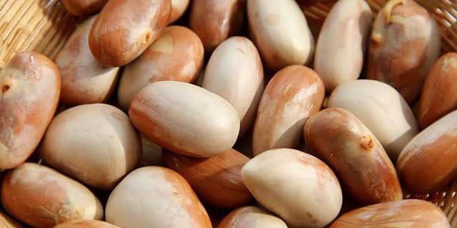 Bisa Dimakan, Ini Manfaat Biji Nangka7