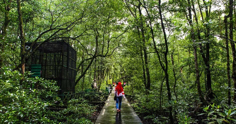 Pelestarian Hutan Mangrove Tingkatkan Wisata Alam