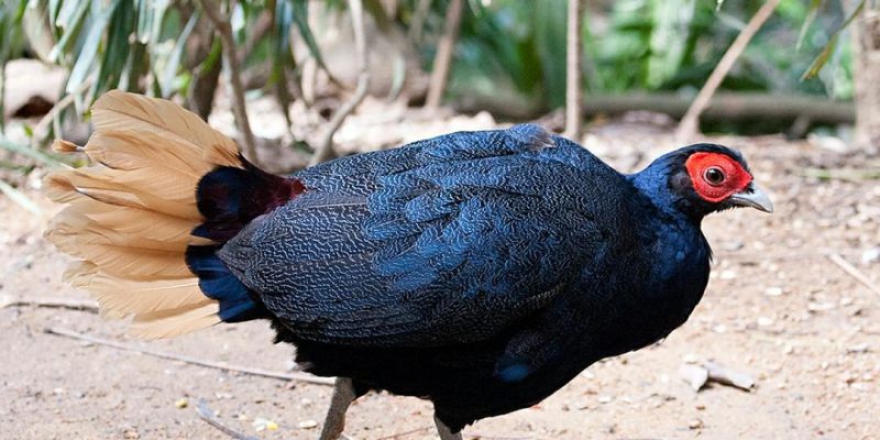 2 Burung di Riau Ini Statusnya Terancam Punah