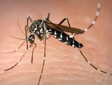 Kemenkes: Kasus Malaria RI Masih Tertinggi Kedua di Asia