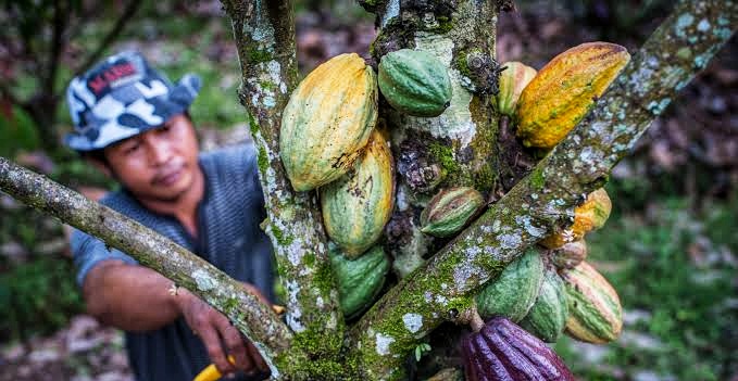 Harga Kakao Anjlok dalam 60 Tahun Terakhir Akibat Kondisi Cuaca
