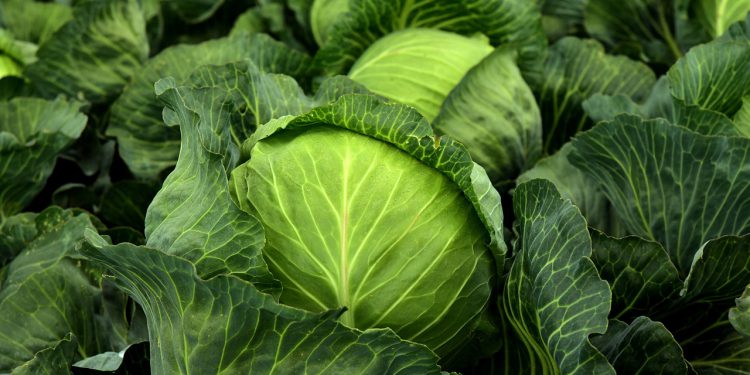 10 Manfaat Sayuran Hijau yang Jarang Kita Ketahui, Ternyata Sangat Baik Jaga Berat Badan