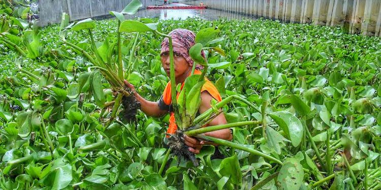 Profesor Ini Ungkap di Indonesia Ada ‘Tanaman Penghasil Emas’