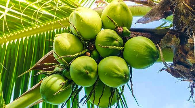 Asal Usul Aroma Pandan dari Kelapa Pandan Wangi