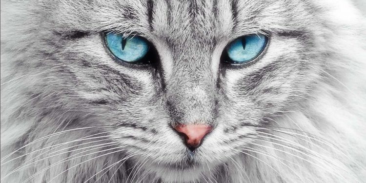 Cara Merawat Kucing Agar Bulu Indahnya Tetap Terjaga, Salah Satunya Perhatian Asupan Makanan