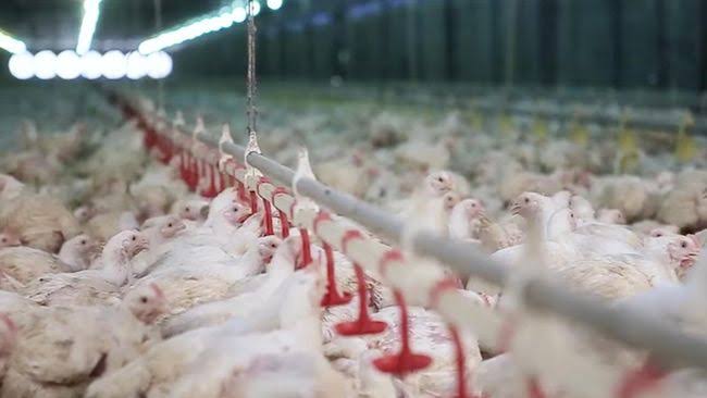 Filipina Larang Impor Unggas dari Australia Akibat Wabah Flu Burung