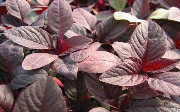 Manfaat Luar Biasa Bayam Merah untuk Kesehatan Anda