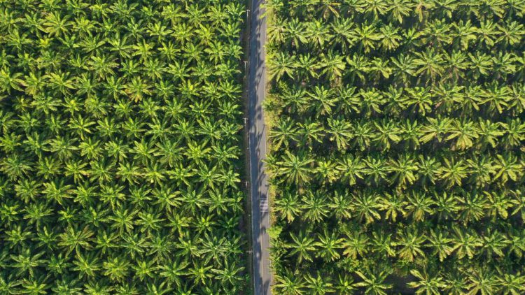 Pemerintah Jadi Terapkan B40 di Awal 2025, Harga Sawit Diprediksi Bakal Melonjak
