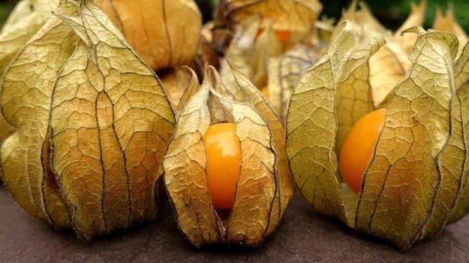 Permintaan Ekspor Terhadap Buah Ciplukan Kian Meningkat, Vietnam Minta 306 Kg