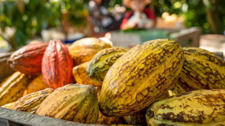 Kakao Bisa Jadi Komoditi Perkebunan Diandalkan Indonesia, Ini Buktinya