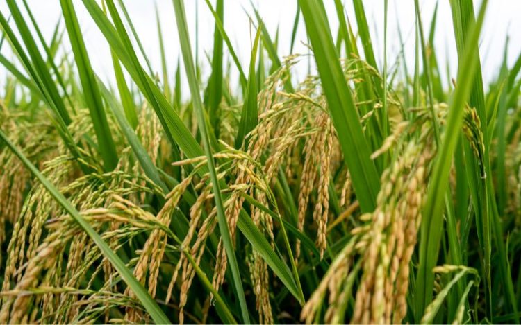 China Kembangkan Varietas Padi yang Sehat untuk Jantung