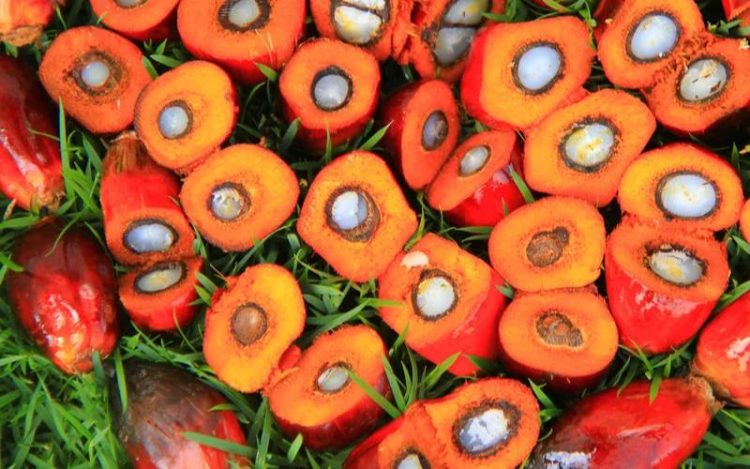 Harga CPO di Bursa Malaysia Makin Tergelincir