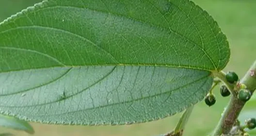 Tanaman Ini Sama Seperti Ganja — Awalnya Trema Micrantha Blume hanya dianggap Rumput Liar