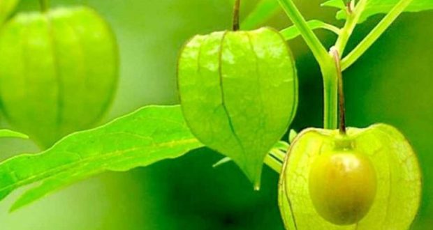 Buah Kecil Berkhasiat Besar, Ini Manfaat Ciplukan untuk Kesehatan
