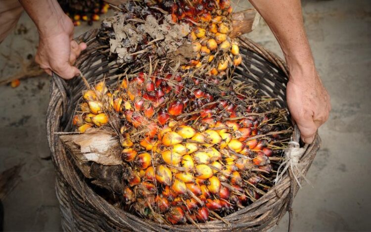 Harga CPO Naik Dipicu Permintaan India dan Kenaikan Harga Minyak Kedelai