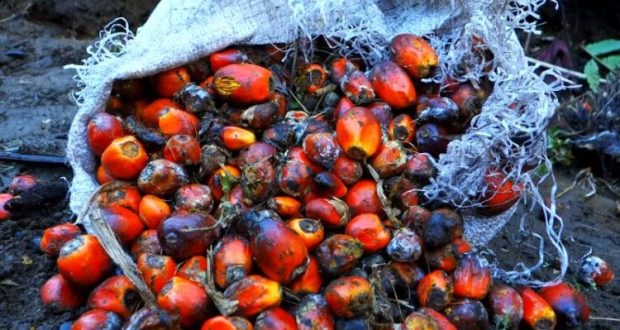 Kehilangan Potensi 1,6 Juta Ton Bioetanol dari Limbah Sawit