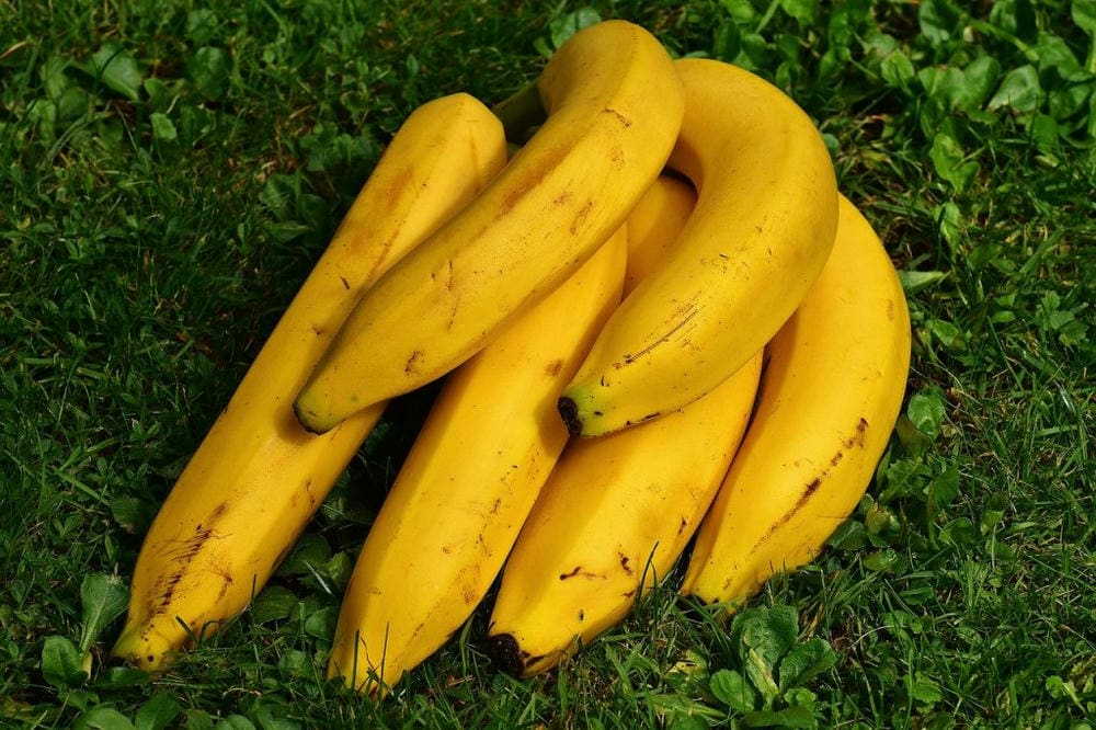 Nikmat Tapi Bisa Berisiko, Hati-Hati Jika Terlalu Sering Makan Pisang