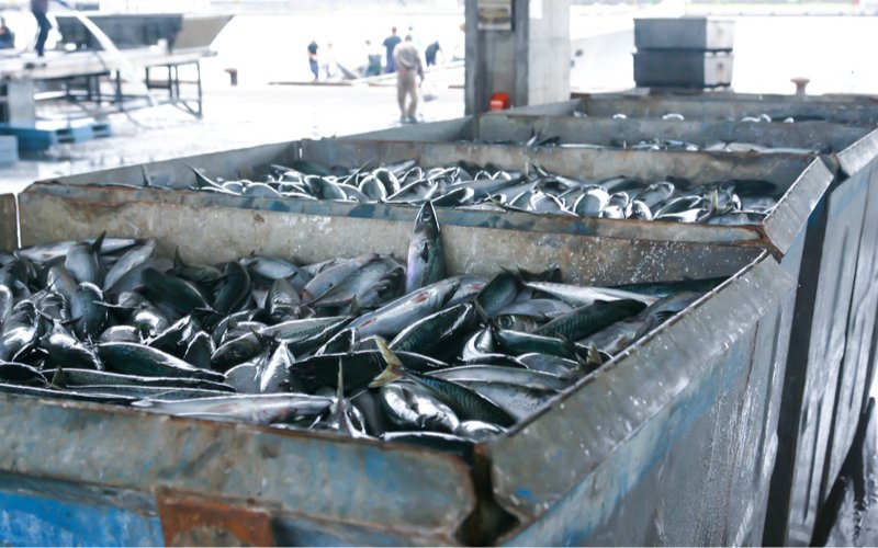 Tips Memilih Jenis Ikan Terbaik untuk Pertumbuhan Otak Anak