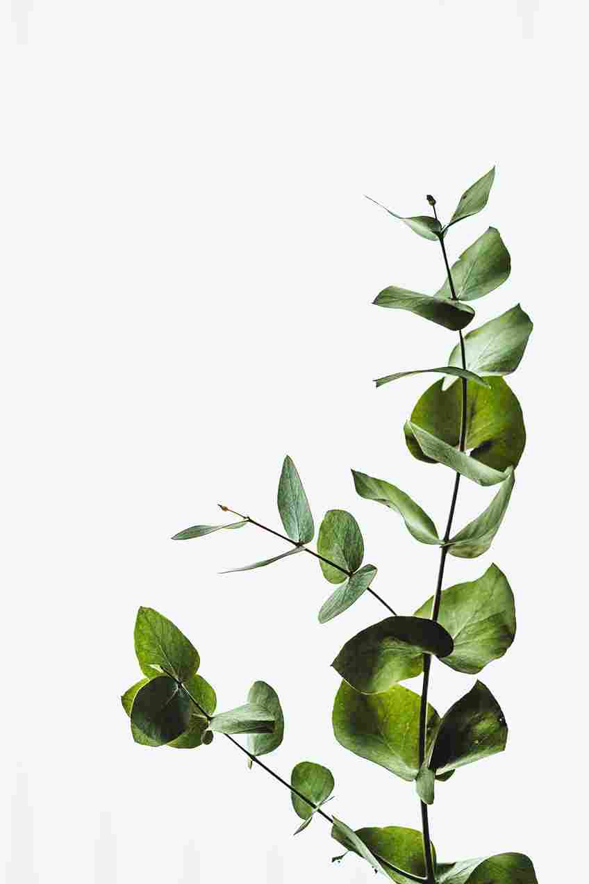 Daun Bidara: Tanaman Herbal yang Kaya Antioksidan dan Antimikroba