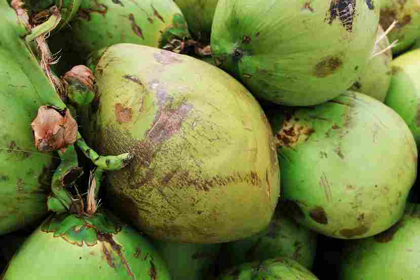 Buah Kelapa: Superfood Tropis Serbaguna yang Kaya Nutrisi dan Peluang Ekonomi