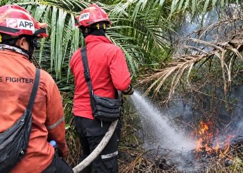 Cegah Karhutla Meluas, PT Arara Abadi Gerak Cepat Padamkan Api di Lahan Masyarakat