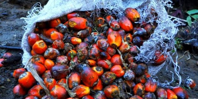 Harga CPO Diprediksi Tetap Volatil, Tekanan dari Ketidakpastian Global Masih Membayangi