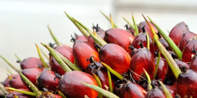 Harga CPO Melemah, Dipicu Permintaan Lesu dan Produksi yang Meningkat