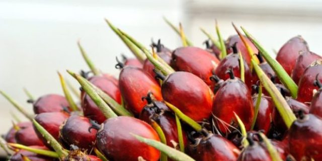 Harga CPO Diperkirakan Turun Akibat Produksi Tinggi dan Permintaan Lemah
