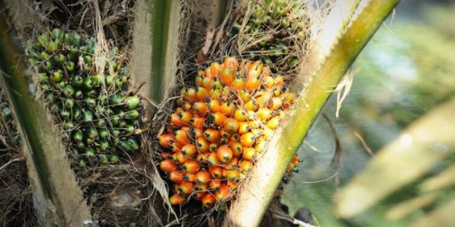 Harga CPO Diprediksi Turun Pekan Ini Akibat Stok Melimpah