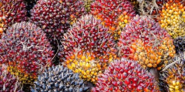 Harga CPO Melemah di Bursa Malaysia, Tekanan Permintaan Jadi Pemicu