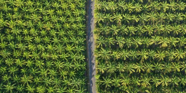 Pemerintah Jadi Terapkan B40 di Awal 2025, Harga Sawit Diprediksi Bakal Melonjak